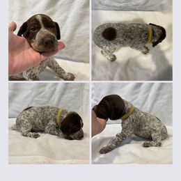Boy 1 - Liver roan German Shorthaired Pointer puppy in Cleveland, Georgia from C&M Kennel
