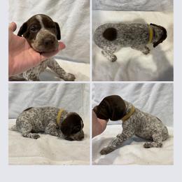 Boy 1 - Liver roan German Shorthaired Pointer puppy in Cleveland, Georgia from C&M Kennel