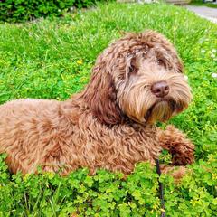 Australian Cobberdog All Grown Up from MountainAyres Australian Cobberdogs