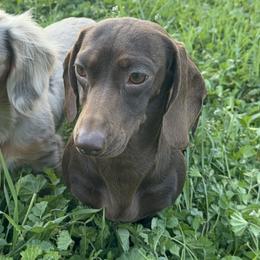 Kona - Dachshund