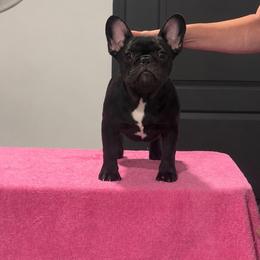 Poppy - Brindle female French Bulldog puppy in Kirbyville, Texas from Empire Bulldogs & French Bulldogs