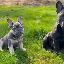French Bulldog Puppies from PHP's Starbulls