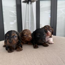 Luna bell - Dapple female Dachshund puppy in North Fort Myers, Florida from Trust Fund Devil Kennel