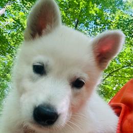 Otto vom Whitewolf (silver) - White male Berger Blanc Suisse puppy in Blacksburg, South Carolina from Whitewolf Kennels