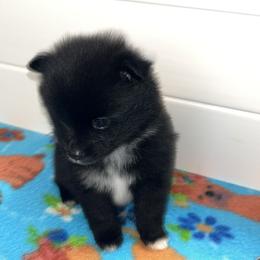 Abby - Black female Pomeranian puppy in Ocala, Florida from Roxy's Pomeranian Puppies