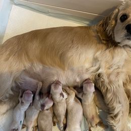 Cocker Spaniel Puppies from Silver Country Cocker Spaniels