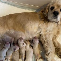 Cocker Spaniel Puppies from Silver Country Cocker Spaniels