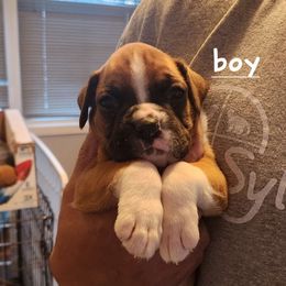 Show male - Fawn male Boxer puppy in Toledo, Ohio from Julie Wilmore Olympic Boxers
