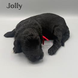 Jolly - Black and white female Aussiedoodle puppy in Paragould, Arkansas from AC Doodles & Corgis