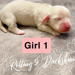 Cream Girl 1 - Cream female Dachshund puppy in Paris, Texas from Rolling9dachshunds