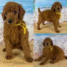 Hatteras - Red  female Poodle puppy in Swansboro, North Carolina from Monarch Standard Poodles