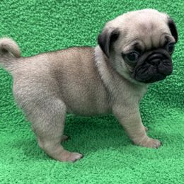 Maui's Girl - Pink Collar - Fawn female Pug puppy in Troutman, North Carolina from Ohana Pugs