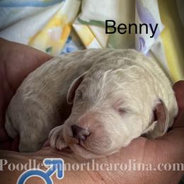 Benny - Cream male Poodle puppy in Greenville, North Carolina from Grace Poodles