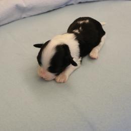 Spruce - Black male Havanese puppy in Sunriver, Oregon from Contigo Havanese