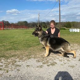 Greeley - German Shepherd