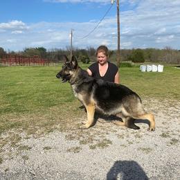 Greeley - German Shepherd