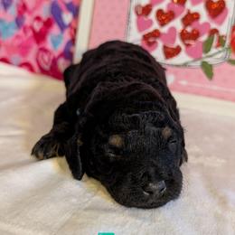 Blue Boy - Black gold and silver male Shihpoo puppy in Rockledge, Florida from Stormie's Doodles