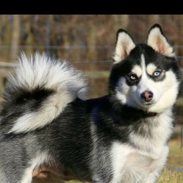 Mercedes - Pomsky