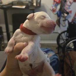 General Iroh - White and black male Dalmatian puppy in Killeen, Texas from America's Dalmatian Friends