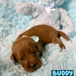 Buddy - Red male Labradoodle puppy in Beecher, Illinois from Erica’s Doodles