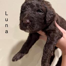Poodle Puppies from Semmy’s standard Poodle