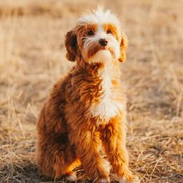 Gio - Goldendoodle