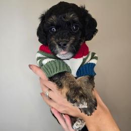 Pluto - Black tri-color male Aussiedoodle puppy in Prescott Valley, Arizona from Ramirez Family Doodles