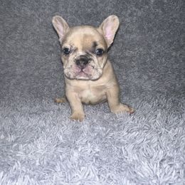 French Bulldog Puppies from Presidential Frechies
