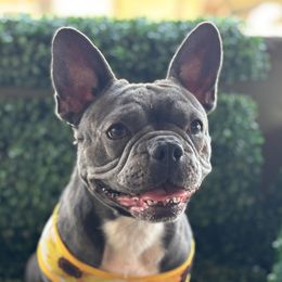 Diamond - French Bulldog