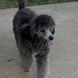 Printz - Poodle