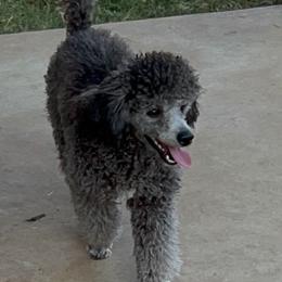 Printz - Poodle