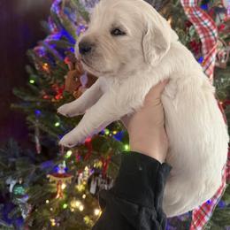Grey collar - Light golden male Golden Retriever puppy in New Canton, Virginia from Mount Calm Golden Retrievers