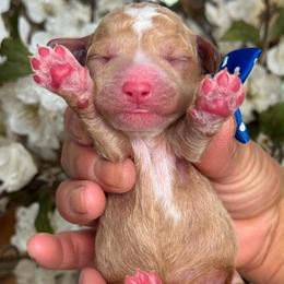 Ziggy - Apricot male Goldendoodle puppy in Yuciapa, California from AlltheDoodlez_