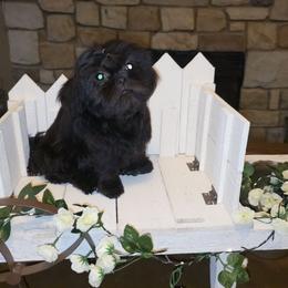 Charlotte - Black female Shih Tzu puppy in Kings Mountain, North Carolina from Britany's Shih Tzus