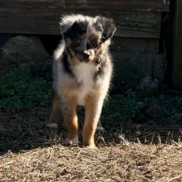 Tin man - Blue merle male Toy Australian Shepherd puppy in Blacksburg, South Carolina from Blue’s Family Aussies