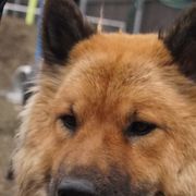 Sky - Eurasier