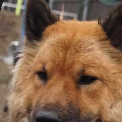 Sky - Eurasier