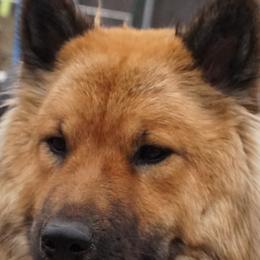 Sky - Eurasier