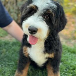 Bernedoodle, Cavapoo, and Goldendoodle Puppies from Blackberry Farm Puppies