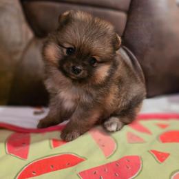 Raven - Orange sable female Pomeranian puppy in Wildersville, Tennessee from RoyalRarity's Poms & Enrichment