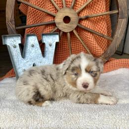 Pumpkin - Red merle male Miniature Australian Shepherd puppy in Checotah, Oklahoma from Wild Outlaw Aussies