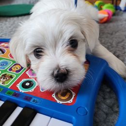 Maltese Puppies from ARIZONA MALTEE GEMS