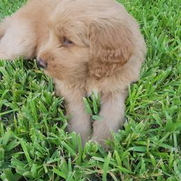 Goldendoodle Puppies from Costa's Curly Canines