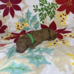 Green Collar Male - Red  male Goldendoodle puppy in Pasadena, Texas from Knightsbane Standard Poodles