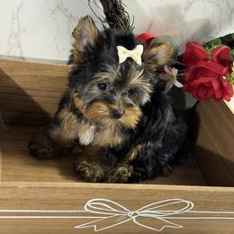 Bae - Black and gold female Yorkshire Terrier puppy in Maple Heights, Ohio from Yorkiesllc