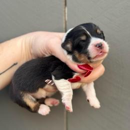 Queenie - Black and tan female Pembroke Welsh Corgi puppy in East Oakdale, California from Rhettro Kennels