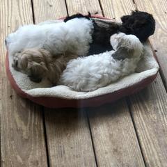 Havana Silk Dog Puppies from Marge Feiner