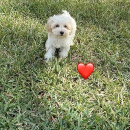 Red heart - Parti female Schnoodle puppy in El Campo, Texas from Savannah's Schnauzers