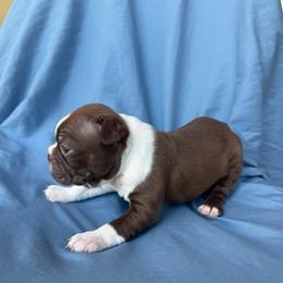Girl 4 - Seal and white female Boston Terrier puppy in Mustang, Oklahoma from Katelyn’s Boston terriers