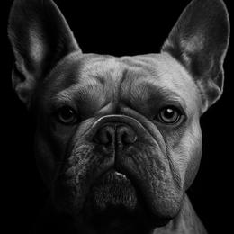 Tula - French Bulldog
